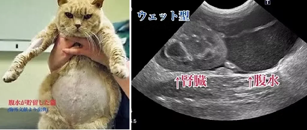 腹水が貯留した猫とウェット型FIPのエコー検査画像