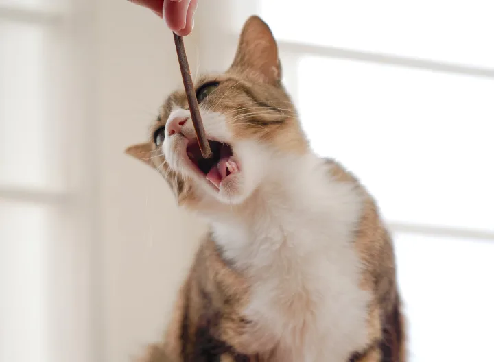 おやつを食べる三毛猫